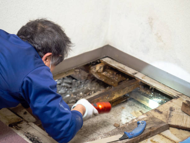 Best Mold Cleaning Services  in Bethesda, OH