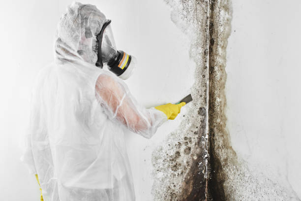 Best Mold Removal Company Near Me  in Bethesda, OH