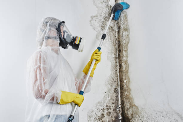 Best Mold Remediation  in Bethesda, OH