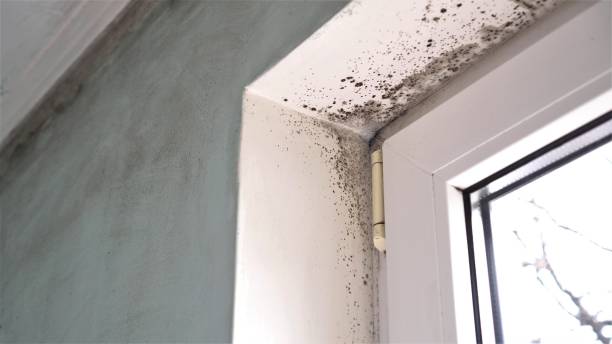 Best Emergency Mold Removal  in Bethesda, OH