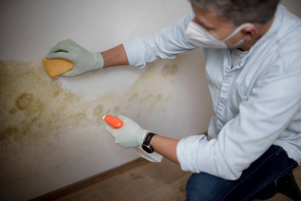Attic Mold Removal in Bethesda, OH