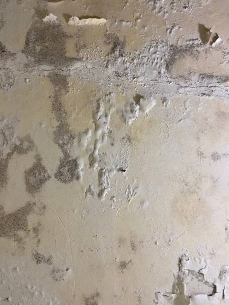 Best Toxic Mold Removal  in Bethesda, OH