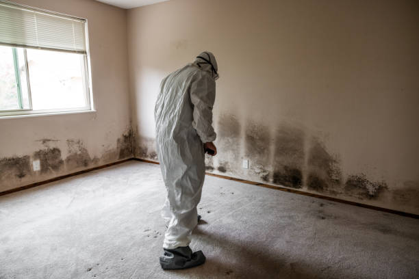 Best Office Mold Removal Services  in Bethesda, OH