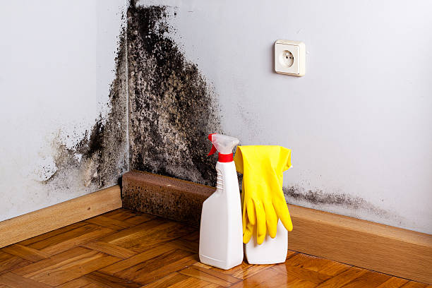 Best Mold Remediation Experts  in Bethesda, OH