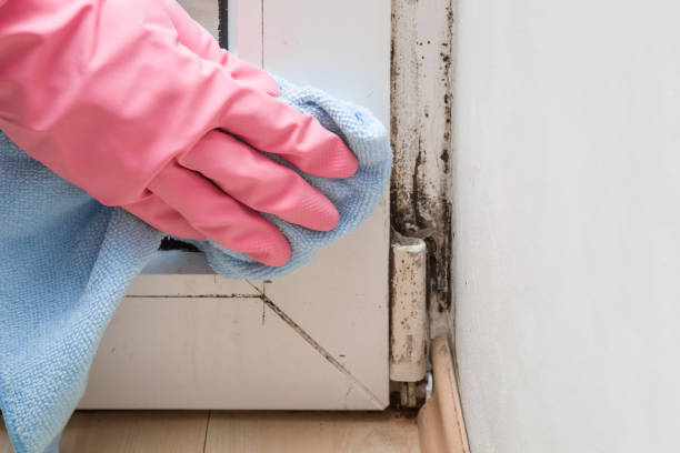 Best Mold Removal Near Me  in Bethesda, OH